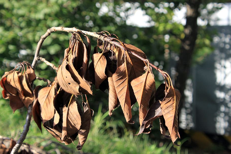 dry leaf, leaf, dead tree, wood, forest, dead, plants, the leaves, brown,  nature | Pxfuel